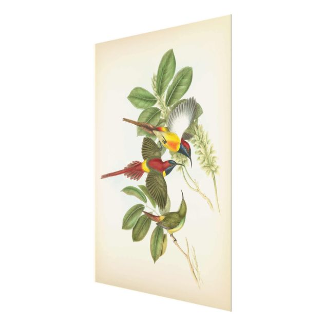 Obrazy retro Ilustracja w stylu vintage Ptaki tropikalne III