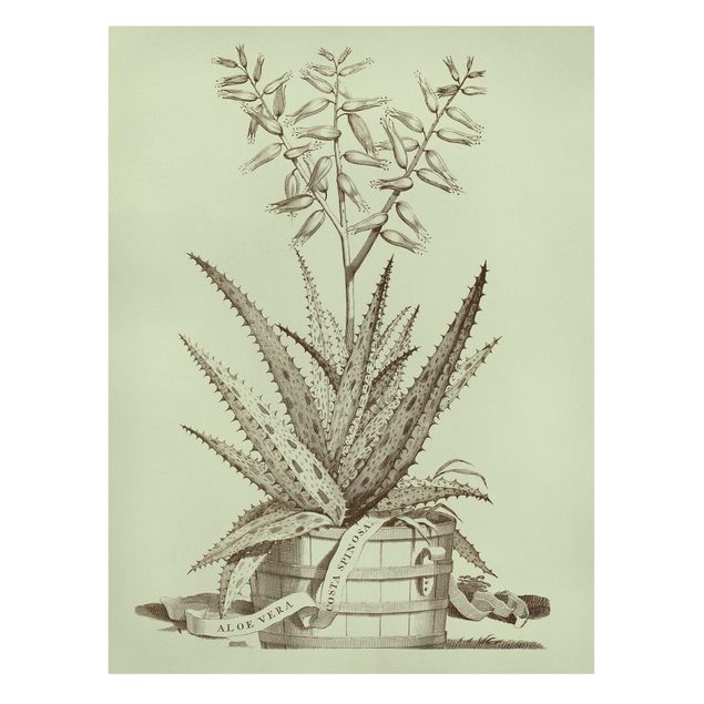 Obrazy kwiatowe Vintage Aloe Vera Costa Spinosa