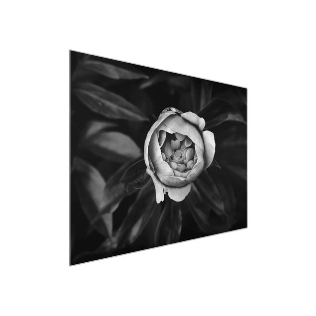 Obrazy na szkle poziomy Kwiat piwonii na tle liści czarno-biały