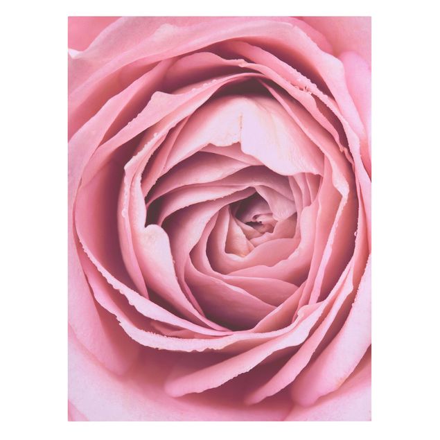 Obraz różowy Różowy kwiat róży