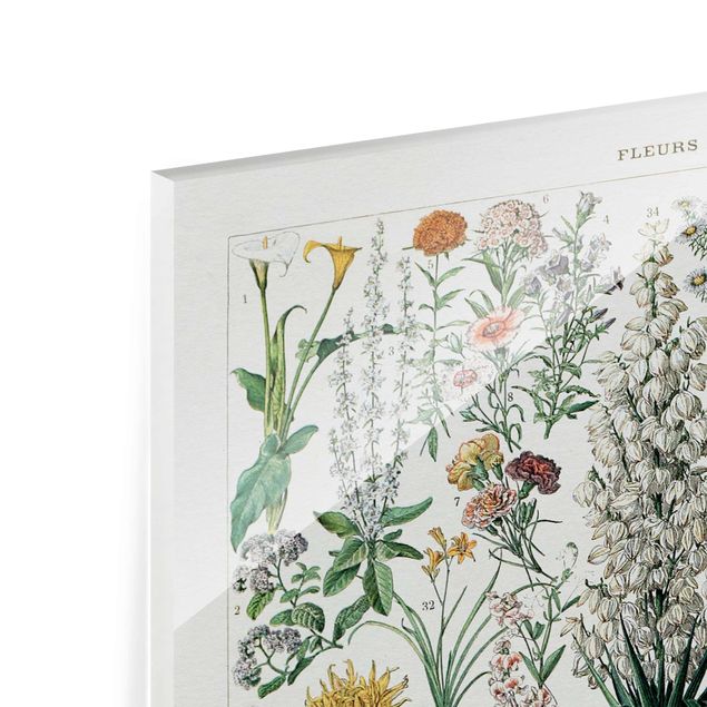 Obrazy kwiatowe Tablica edukacyjna w stylu vintage Kwiaty I
