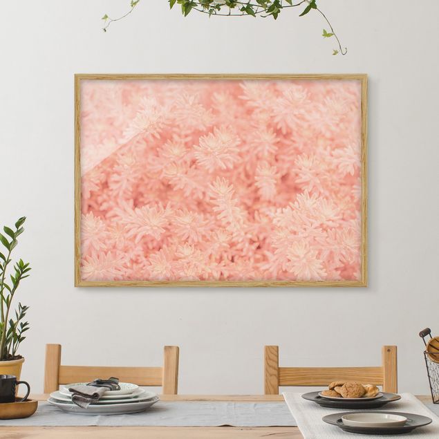 Obrazy w ramie do kuchni Różowy rozmaryn