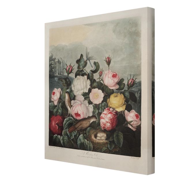 Obraz różowy Botanika Vintage Ilustracja róż