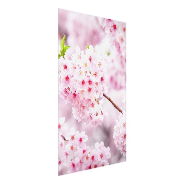 Obrazy na szkle portret Japońskie kwiaty wiśni