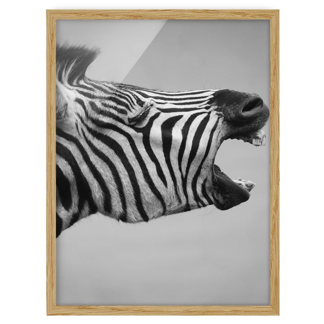 Obrazy w ramie do kuchni Rycząca Zebra II