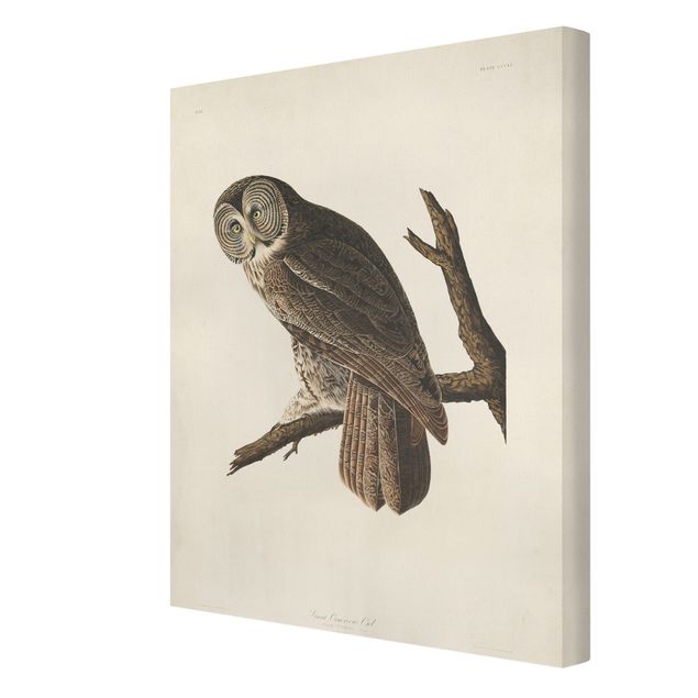 Obrazy na płótnie ptaki Tablica edukacyjna w stylu vintage Wielka Sowa