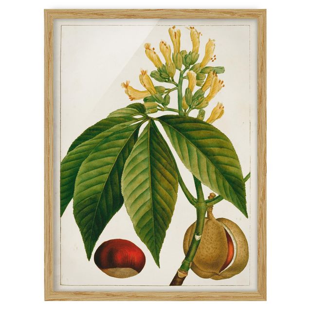 Obrazy w ramie do kuchni Tableau Liść Kwiat Owoc VI