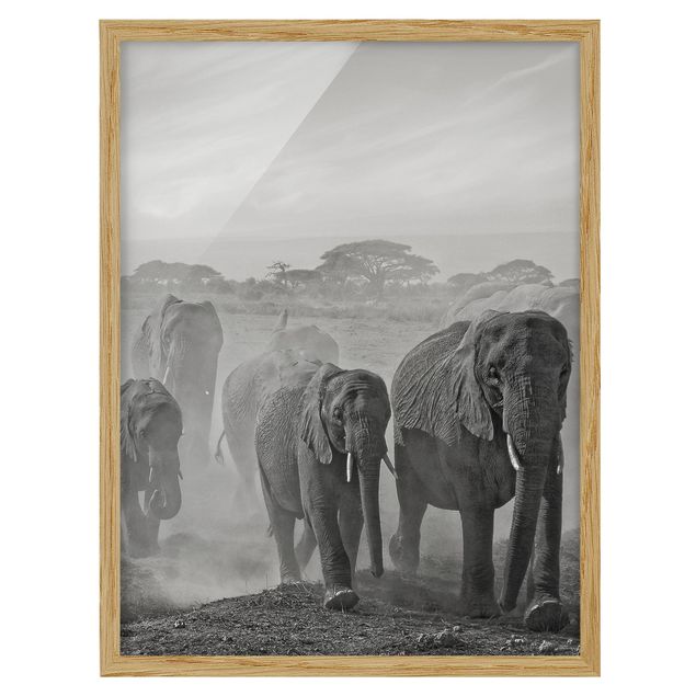 Obrazy w ramie do korytarzu Stado słoni