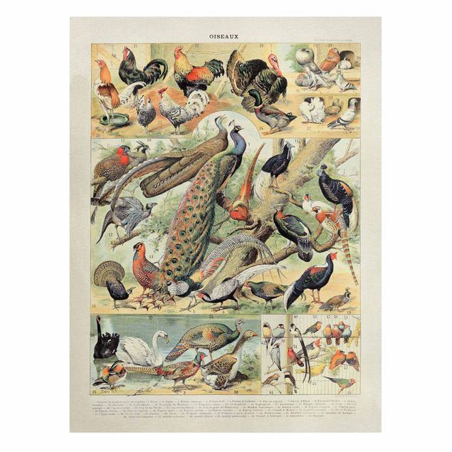 Obrazy retro Tablica edukacyjna w stylu vintage Ptaki europejskie