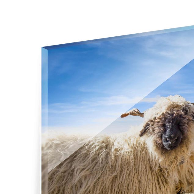 Obrazy na szkle zwierzęta Czarnonose owce z Zermatt