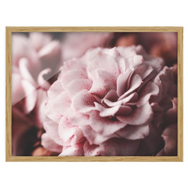Obrazy w ramie do kuchni Pastelowa róża Shabby Pink