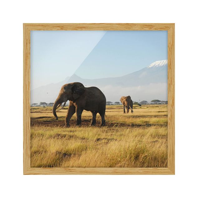 Obrazy w ramie do korytarzu Słonie na tle Kilimandżaro w Kenii