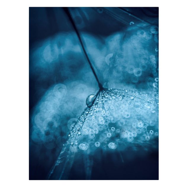 Obraz z niebieskim Błękitny mniszek lekarski w deszczu