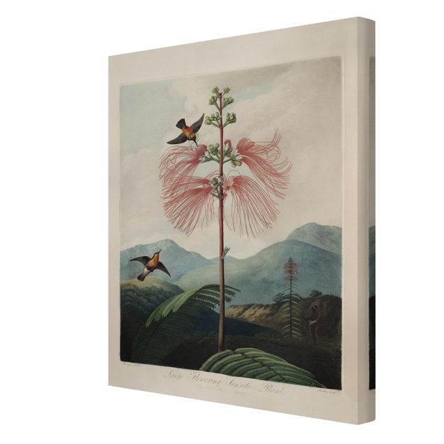 Obrazy ptaki na płótnie Botanika Vintage Ilustracja kwiat i koliber
