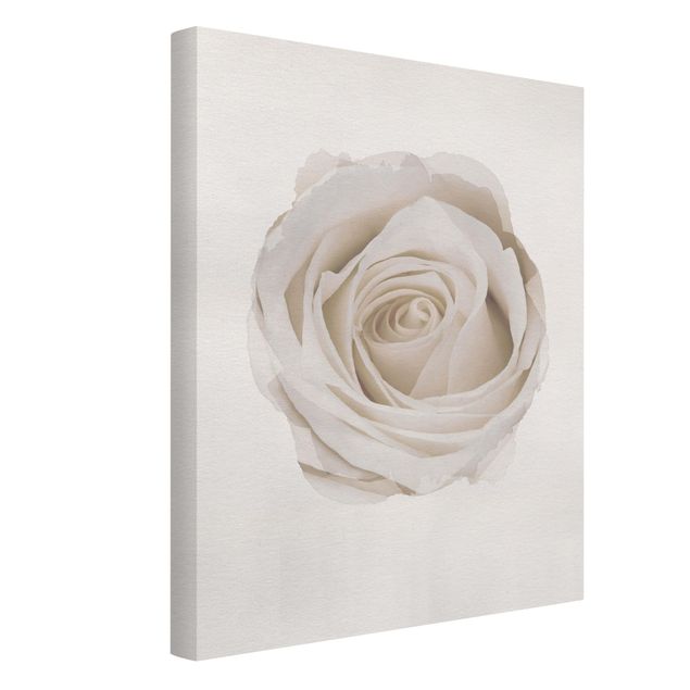 Nowoczesne obrazy Akwarele - Piękna biała róża