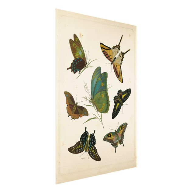 Obrazy na szkle zwierzęta Ilustracja w stylu vintage Motyle egzotyczne