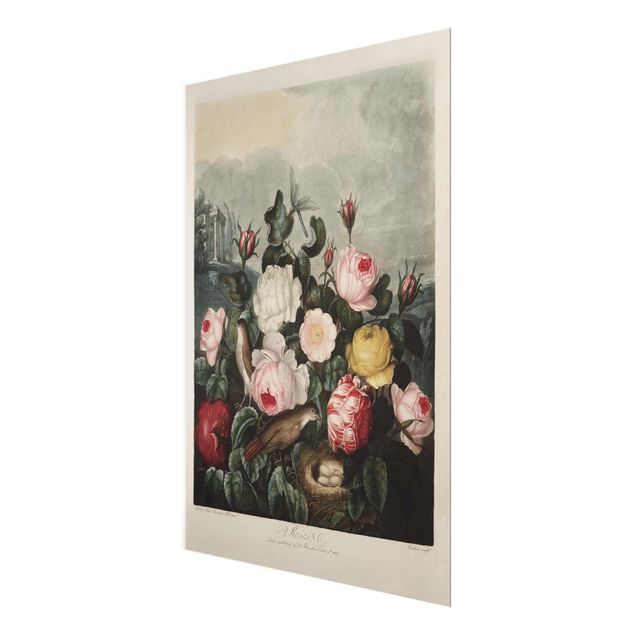 Różowy obraz Botanika Vintage Ilustracja róż