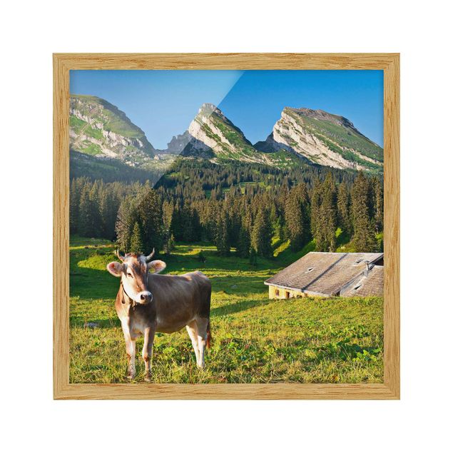 Obrazy Szwajcaria Szwajcarska łąka alpejska z krową