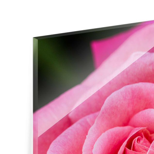 Uwe Merkel obrazy Kwiat różowej róży na tle zieleni