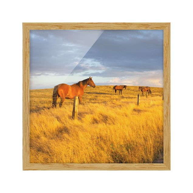 Obrazy w ramie do łazienki Droga polna i konie w promieniach wieczornego słońca