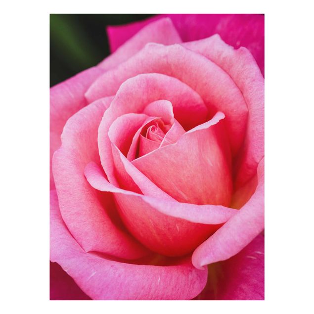 Zielony obraz Kwiat różowej róży na tle zieleni