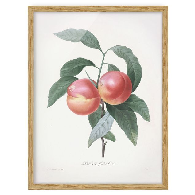 Obrazy w ramie vintage Botany Vintage Illustration Peach