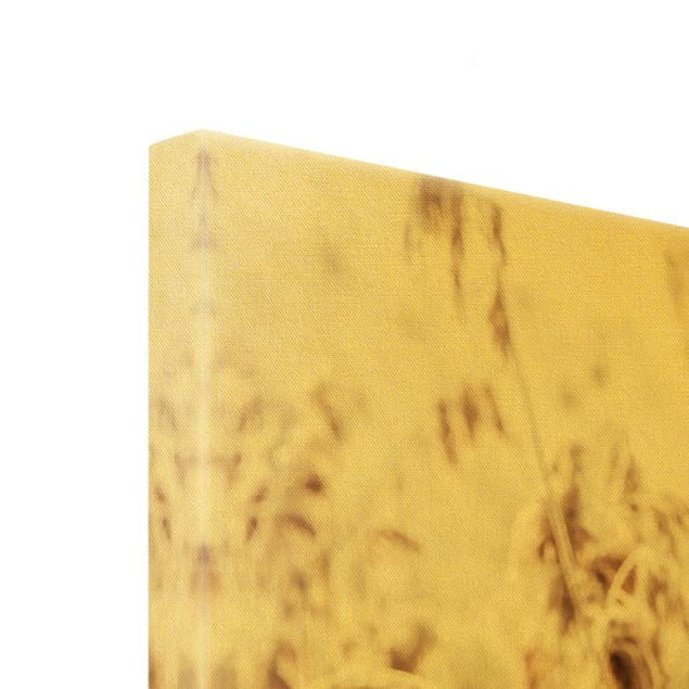 Złoty obraz na płótnie - Morze słonecznej trzciny