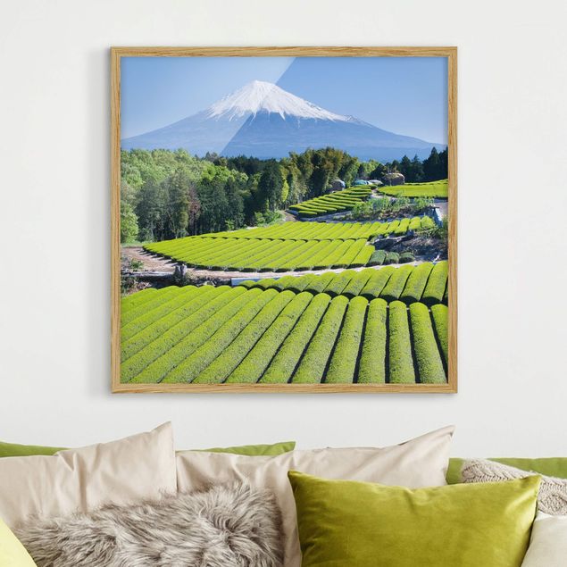 Obrazy w ramie krajobraz Pola herbaciane przed Fuji