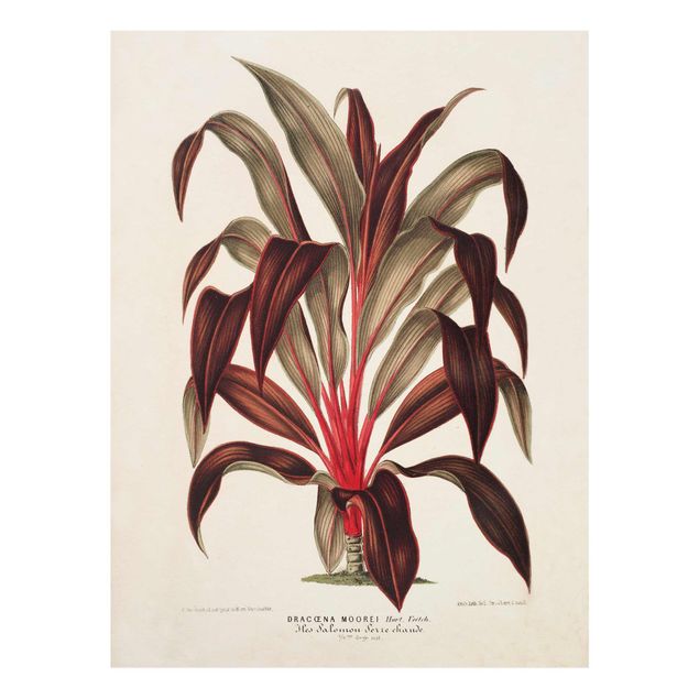 Obrazy retro Botanika Vintage Ilustracja smoka drzewa