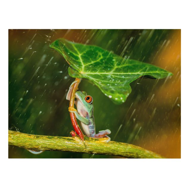 Zielony obraz Żaba w deszczu