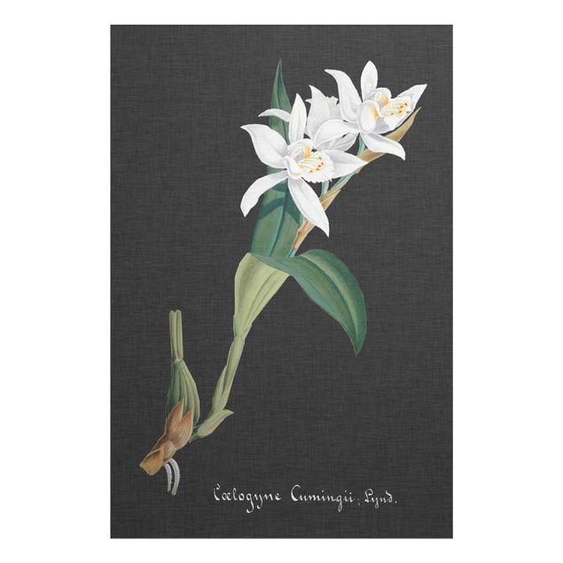 Obraz vintage Biała orchidea na lnie II