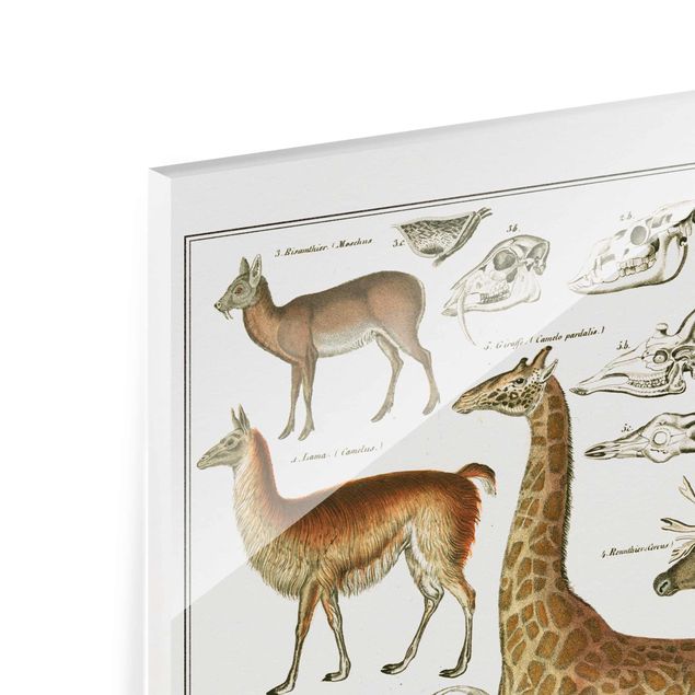 Obrazy ze zwierzętami Tablica edukacyjna w stylu vintage Żyrafa, wielbłąd i lama