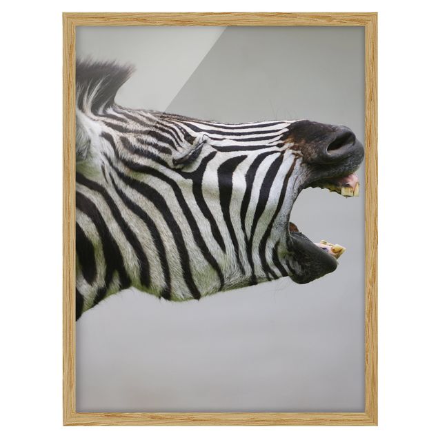 Obrazy w ramie do kuchni Rycząca Zebra