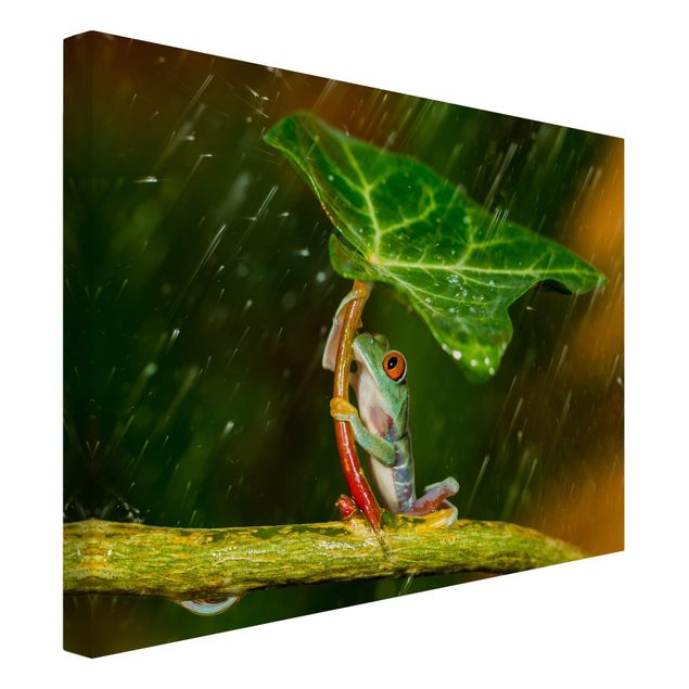 Obrazy zwierzęta Żaba w deszczu