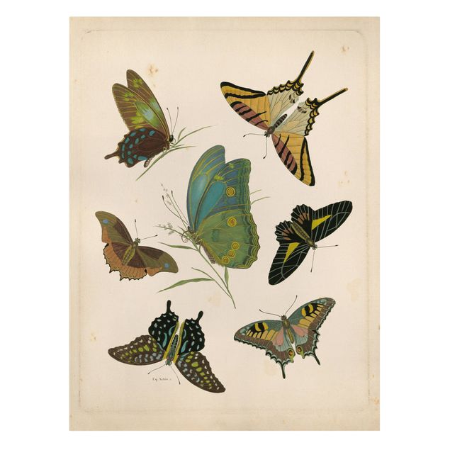 Vintage obrazy Ilustracja w stylu vintage Motyle egzotyczne