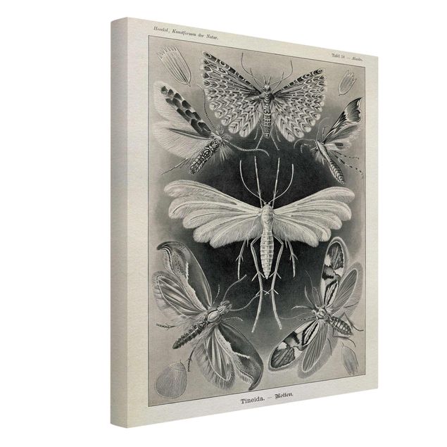 Obrazy ze zwierzętami Tablica edukacyjna w stylu vintage Motyle i ćmy