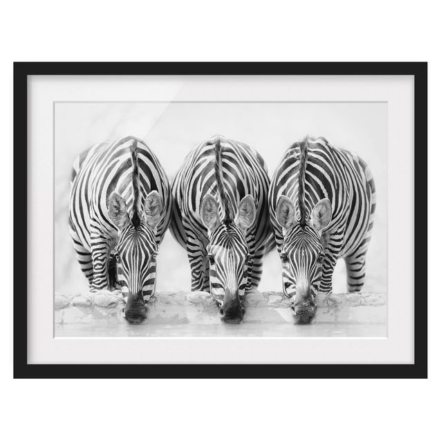 Obrazy w ramie do kuchni Zebra Trio czarno-biała