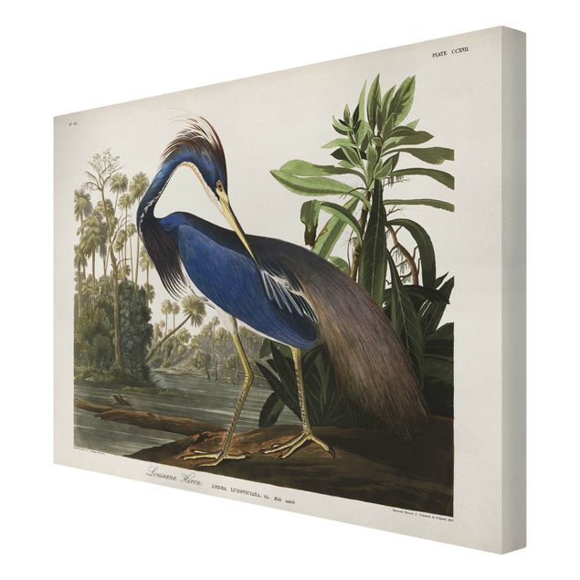 Obrazy ptaki na płótnie Tablica edukacyjna w stylu vintage Czapla Luizjańska