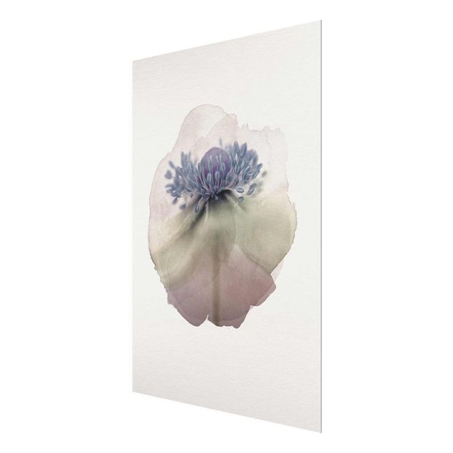 Obrazy motywy kwiatowe Akwarele - Anemone in Purple