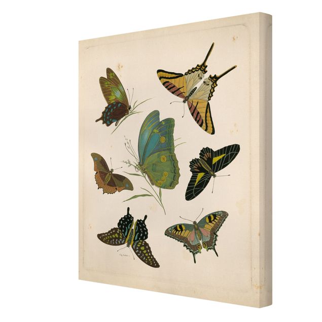Obrazy retro Ilustracja w stylu vintage Motyle egzotyczne