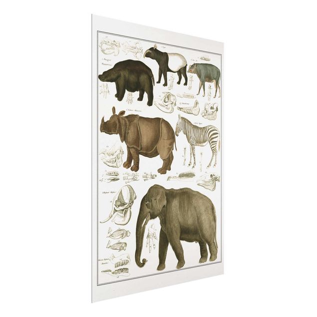 Obrazy na szkle krajobraz Tablica edukacyjna w stylu vintage Słonie, zebry i nosorożce