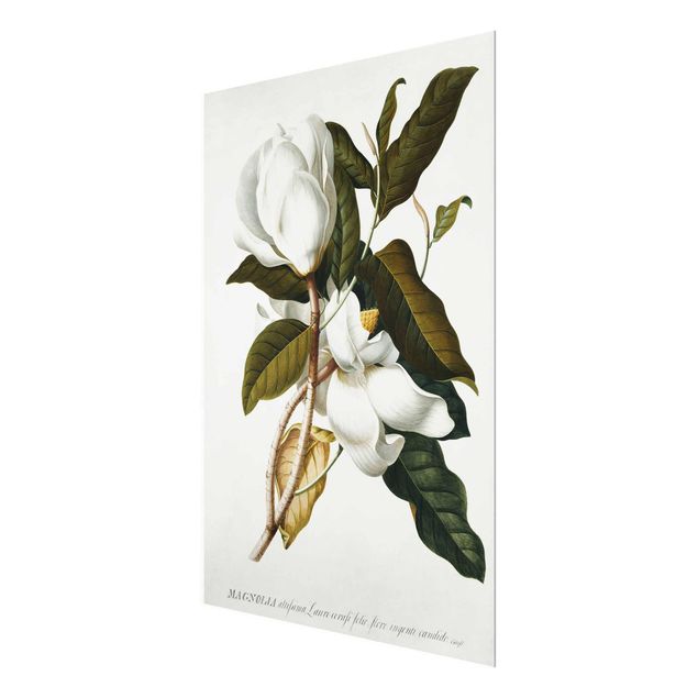 Obrazy nowoczesny Georg Dionysius Ehret - Magnolia