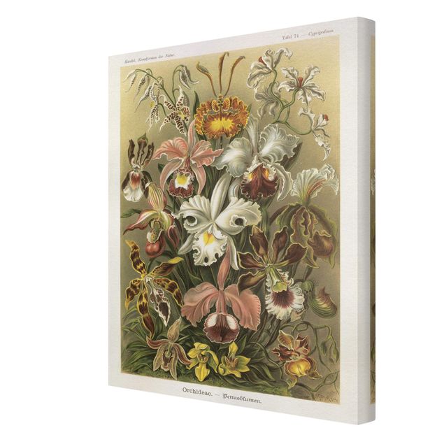 Obrazy vintage Tablica edukacyjna w stylu vintage Orchidea