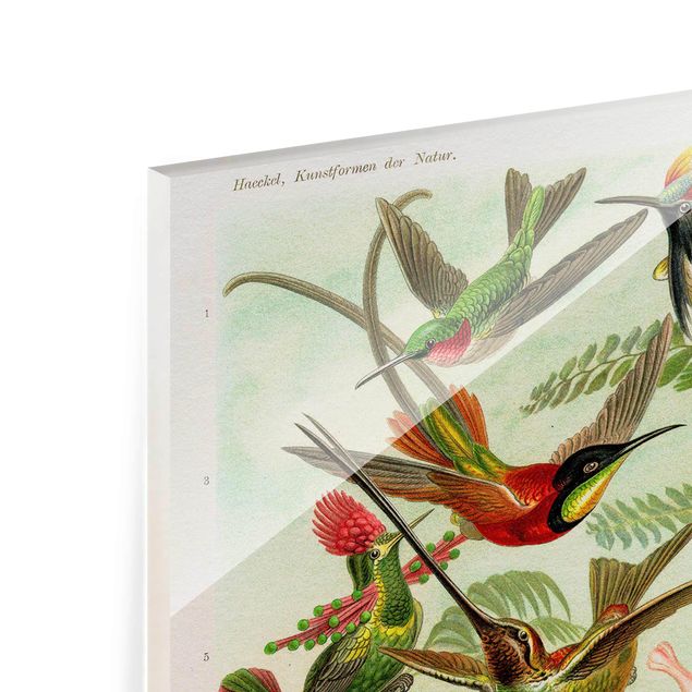 Obrazy kolorowe Tablica edukacyjna w stylu vintage Kolibry