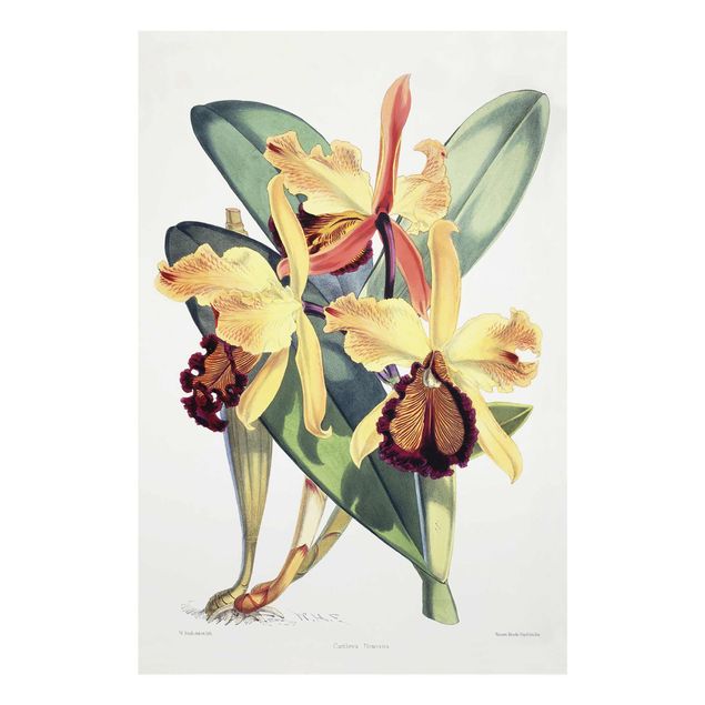 Nowoczesne obrazy do salonu Walter Hood Fitch - Orchidea