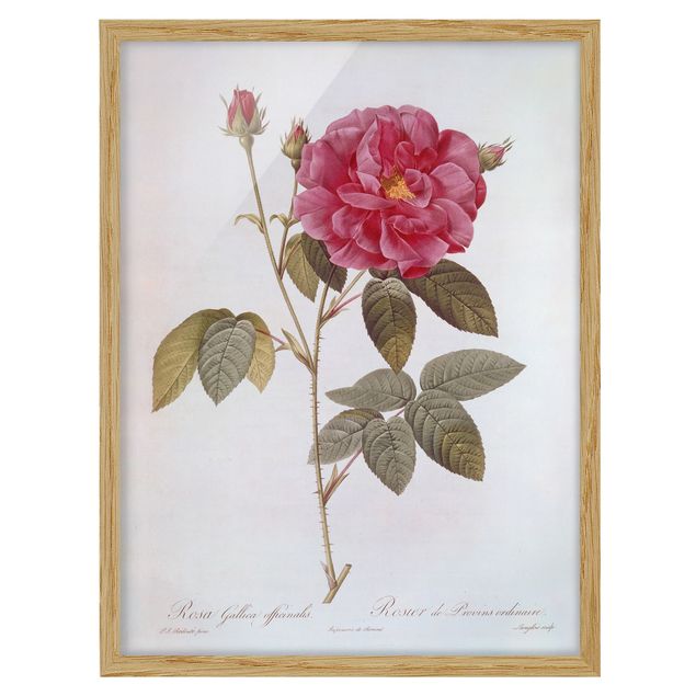 Obrazy w ramie do łazienki Pierre Joseph Redouté - Róża aptekarska