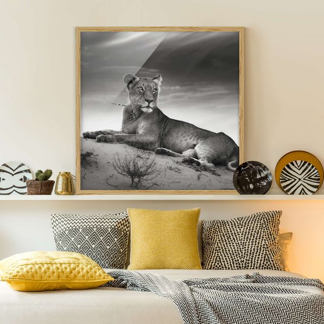 Obrazy w ramie do korytarzu Gniazdujący lew