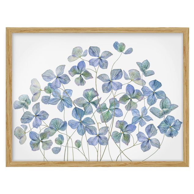 Obrazy w ramie do kuchni Błękitne kwiaty hortensji