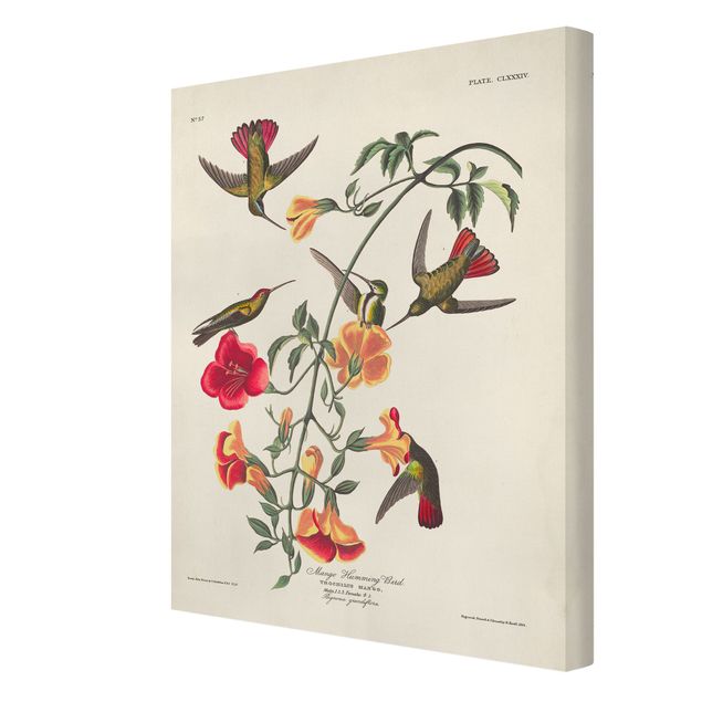Obrazy ptaki na płótnie Tablica edukacyjna w stylu vintage Kolibry mango