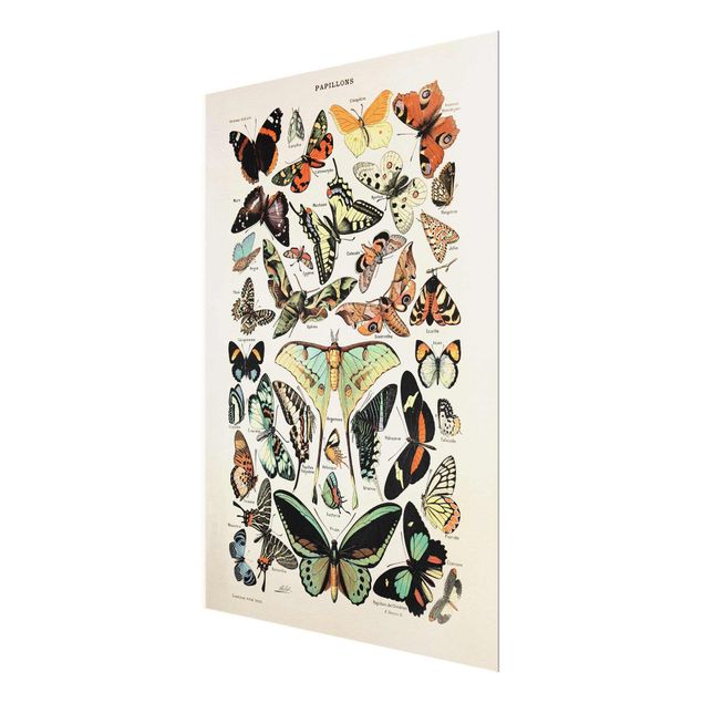 Obraz vintage Tablica edukacyjna w stylu vintage Motyle i ćmy